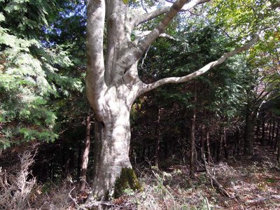 カブトムシ2.JPG (184.78 KiB) 閲覧された回数 5935 回 何となくカブトムシに見えるのだけど