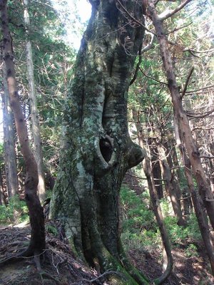 弁慶ブナ（仮称）