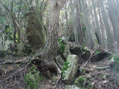 ベンケイのカレンフェルト