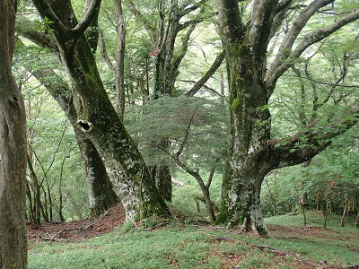 ほんの少しだけど、こちらもイニシエの香りが
