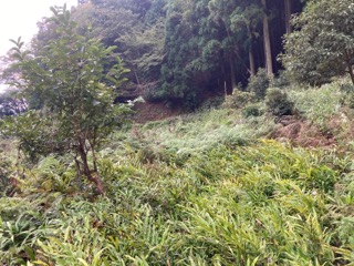 シダが大量に…