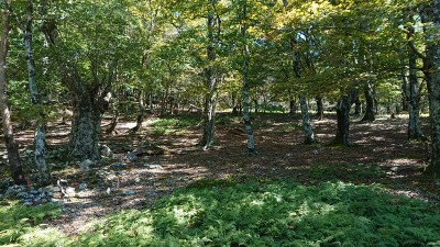 奥ワサビ源流の森１ - コピー.jpg