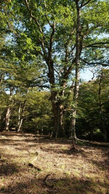 奥ワサビ源流の森２ - コピー.jpg