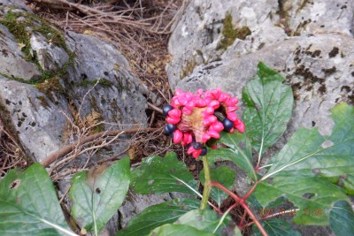 DSCF0019.JPG (1.06 MiB) 閲覧された回数 2828 回 ザクロ