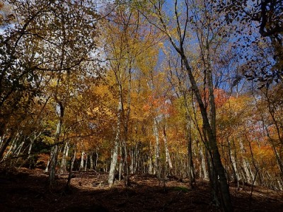 奥山谷.jpg (176.79 KiB) 閲覧された回数 5221 回 奥山谷はこんな感じでした
