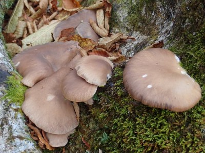 ヒラタケ.jpg (132.33 KiB) 閲覧された回数 5221 回 珍しくヒラタケも