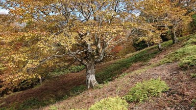 1636459870340 - コピー.jpg