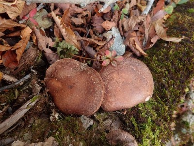 シイタケも。栽培品種（スーパーで売っているもの）は品種改良です。野生ではこんなカンジ