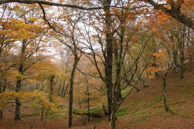白い帽子が見える