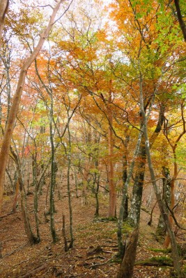 悪くない尾根だと思うけど