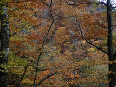 斜面途中で.jpg (159.26 KiB) 閲覧された回数 5694 回 振り返ると「もみじ」真っ盛り