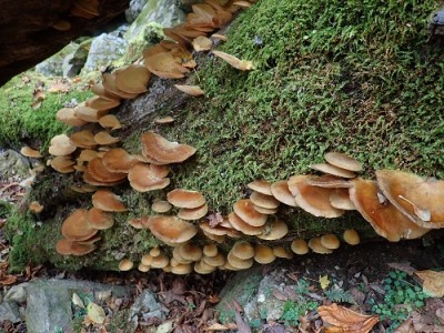 むきたけ.jpg (159.04 KiB) 閲覧された回数 6114 回 下のほうが幼(若い)菌です