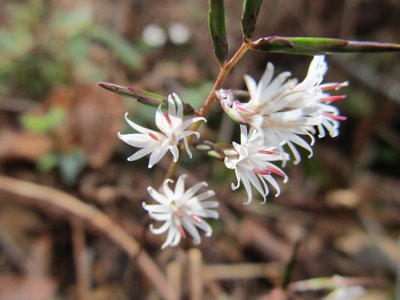 IMG_5282.JPG (93.33 KiB) 閲覧された回数 5052 回 キッコウハグマ