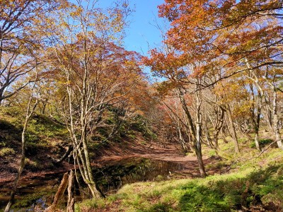 昨年やぶオフ前日のセキオノコバ下の池