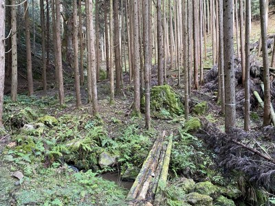 IMG_9390.JPG (4.08 MiB) 閲覧された回数 3646 回 口の天狗杉の入口