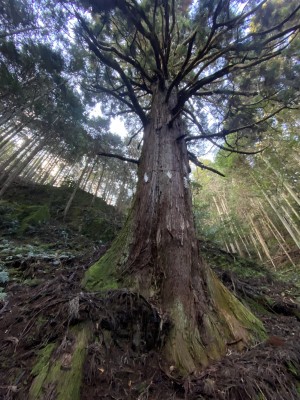 IMG_9392.JPG (2.73 MiB) 閲覧された回数 3415 回 口の天狗杉