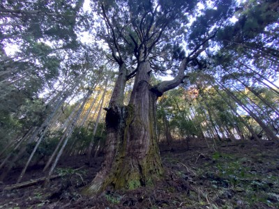 IMG_9400.JPG (2.21 MiB) 閲覧された回数 3647 回 奥の天狗杉