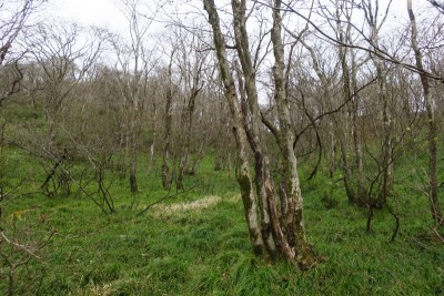 最初からここを行けばよかった極楽ルート