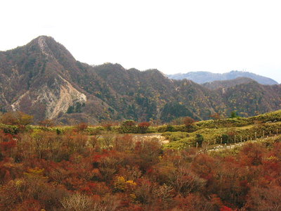 ● 鎌ケ岳モミジは寂しいな