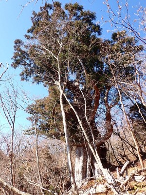 奥八町滝の目印のヒノキ