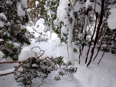 犬返谷左岸尾根には鹿のトレースだけ。