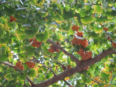 すずなりギンナン