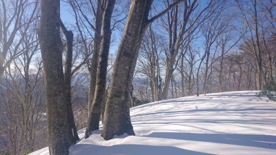 16416029374371(稜線のブナ） - コピー.jpg