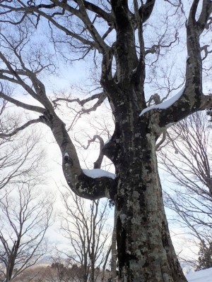 P1090155 ノロ尾の剛腕ブナ.JPG