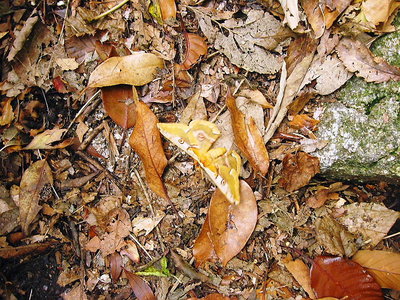 ● 蛾がナニシテル