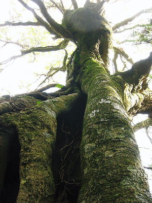 ● まるでエイリアンだね、ＴＷさん言うカマキリみたい