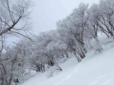 P1290012.jpg (94.85 KiB) 閲覧された回数 2543 回 頂上付近の霧氷