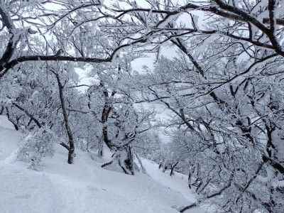 P1290030.jpg (128.79 KiB) 閲覧された回数 2542 回 霧氷