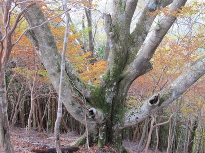 バンザイブナかなぁ？