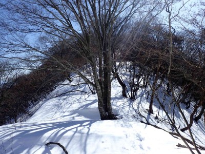 P2090017.jpg (130.07 KiB) 閲覧された回数 2222 回 大きなブナの木