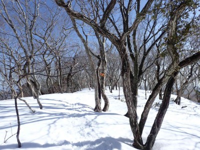 P2090020.jpg (131.88 KiB) 閲覧された回数 2232 回 草木