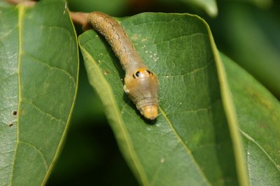 木の葉はカキじゃないと思うんだけど