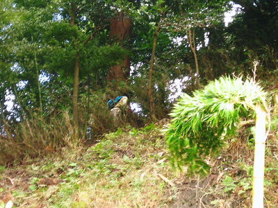 ● ヤブ中グングン上がるマレーネちゃん