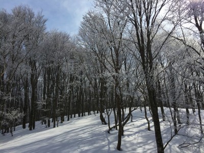 IMG_4830.jpg (806.7 KiB) 閲覧された回数 3102 回 ブナ林