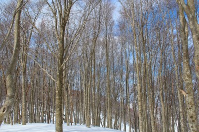 真っ直ぐのブナ