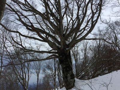 スノー衆2019パート2