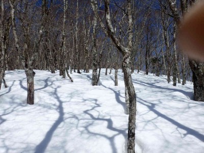 P3040017.jpg (89.04 KiB) 閲覧された回数 2738 回 気持ちの良いブナ林