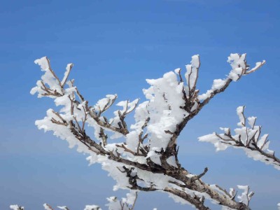 P3040051.jpg (48.47 KiB) 閲覧された回数 2728 回 霧氷