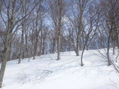 P3090071.jpg (105.76 KiB) 閲覧された回数 2254 回 気持ちの良いブナ林