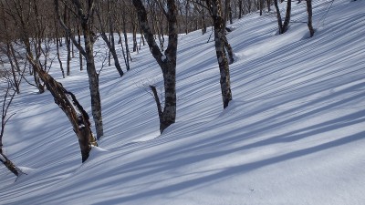P3082962.jpg (360.88 KiB) 閲覧された回数 3233 回 シマシマ模様が映える