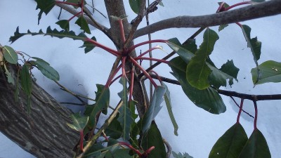 P3083017.jpg (318.43 KiB) 閲覧された回数 3238 回 ユズリハもシカには勝てず