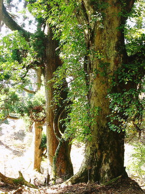 ●　欅に神杉だよ元気が好いから元気をもらえる
