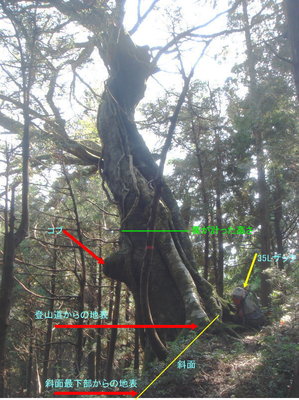 弁慶ブナ（確定）