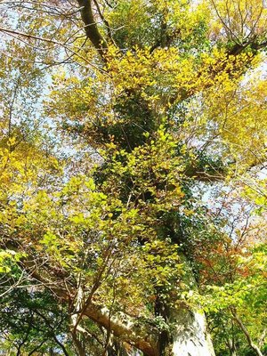 ● 秋の風をイッパイ受けて欅は装おう