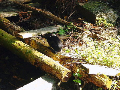 ● ネコも山に登るのかなあ