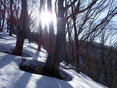 P3240011.jpg (112.35 KiB) 閲覧された回数 3567 回 ブナ林